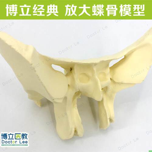蝶骨放大模型 人体蝶骨模型蝶骨放大3倍教学模型 蝶骨模型骨科
