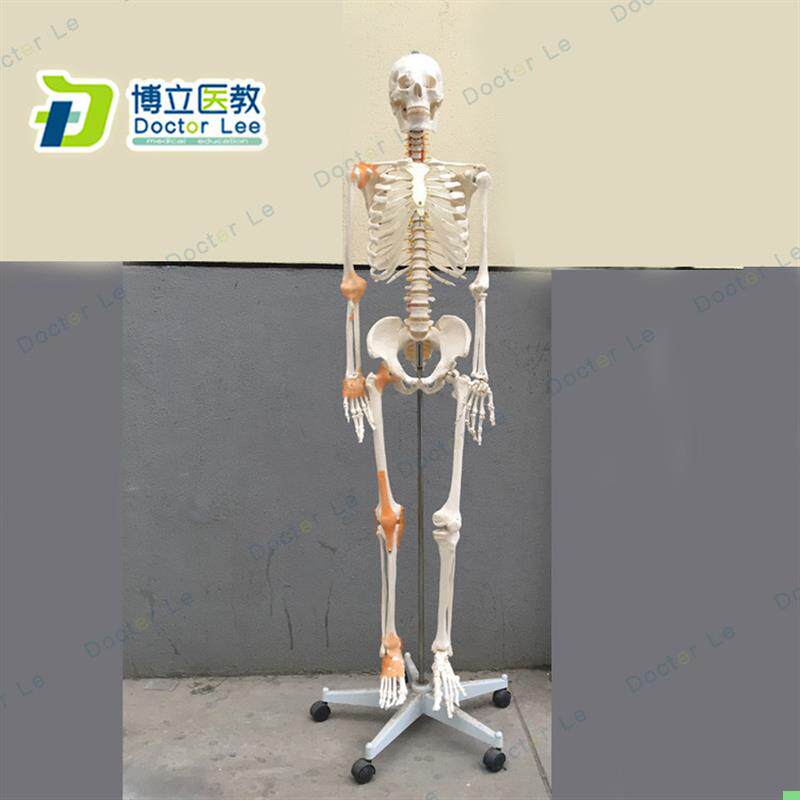170cm骨骼骨架模型 带韧带神经脊柱教学正骨健身房瑜伽 教学医教