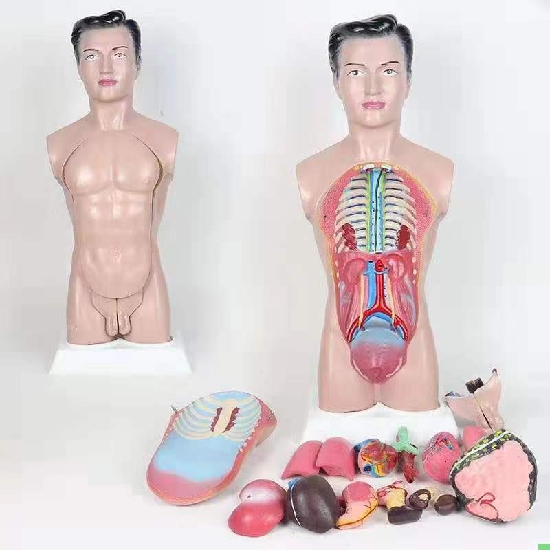 45CM男性人体解剖模型 人体躯干模型早 教模型 医用