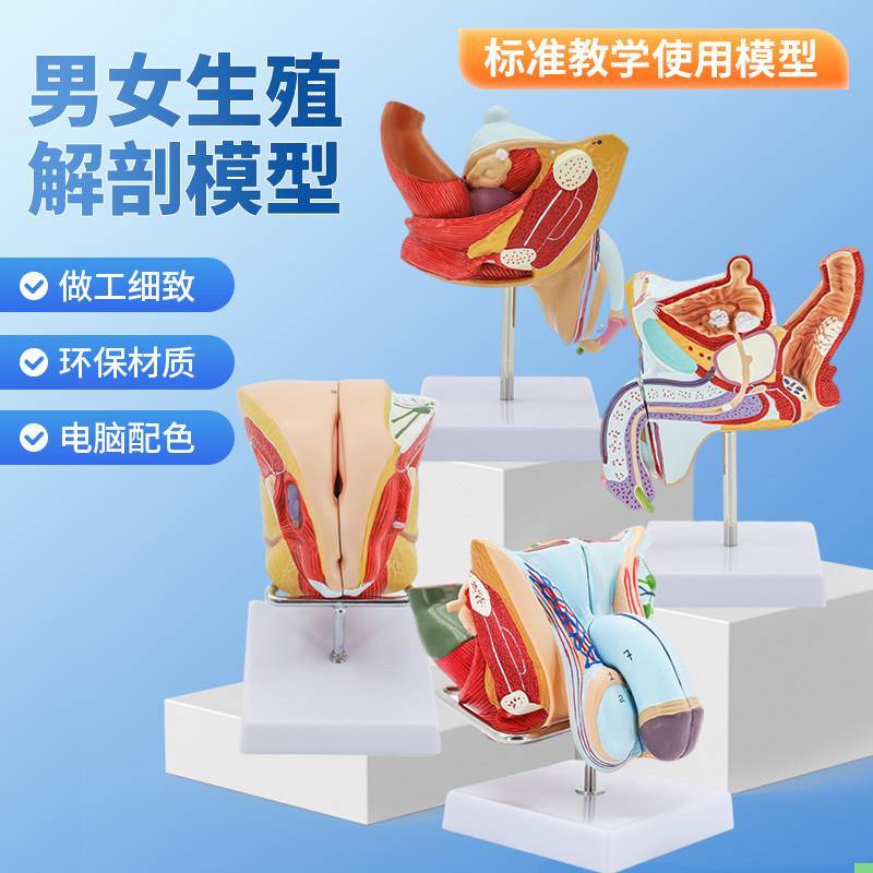 病理男性内外生殖解剖模型 病变生殖解剖模型 男泌尿系统疾病模型