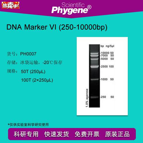 DNAMarker(250-100j00bp)100T2250L[PH0007PHYGENE]