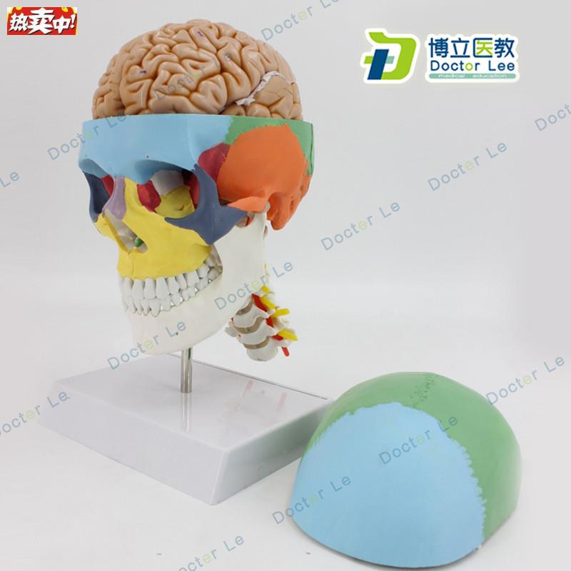 彩色人体骷髅头模型头颅骨模型大脑模型头骨带脑模型L医用可拆卸