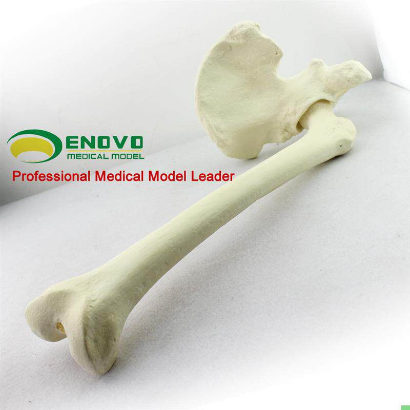 骨科手术摸拟Sawbone骨科pfna操作Sawbone人工皮质骨松质骨模型