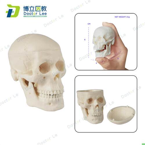 艺用医用人体头骨模型迷你小头骨教学美术精致颅骨骨骼迷你小头骨