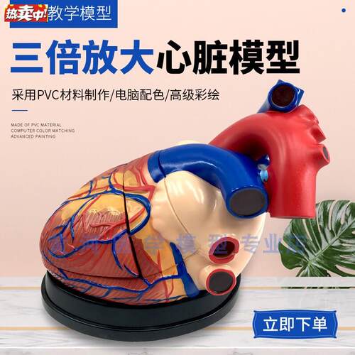 教学彷真人体心脏放大模型心脏血管3倍放大5部件T成人心脏解剖心