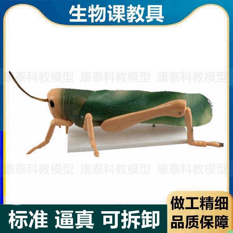 蝗虫放大模型可拆卸中学生物课教具展示昆虫标本科普展示研学摆件