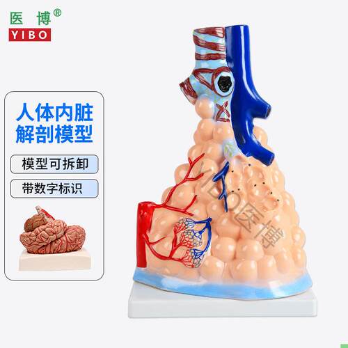 医博人体内脏解刨模型胃解刨模型 可拆卸肺解刨模型 人体消化系统
