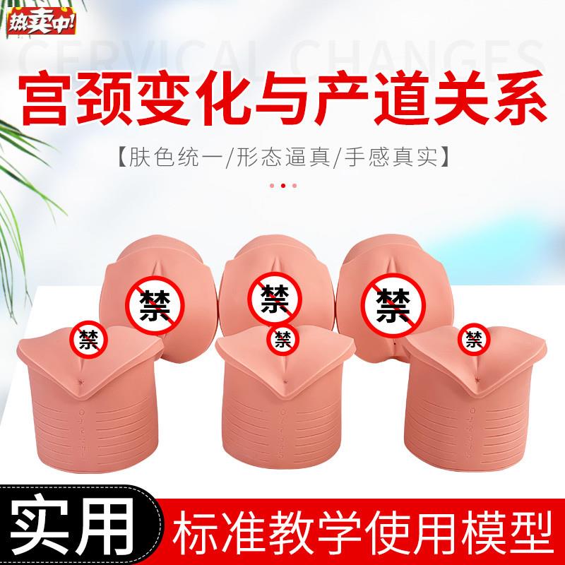 教学模型女S性分娩生产宫口模型产前宫颈变化与产道关系模型