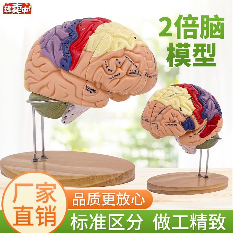 2倍大脑功能分区模型色彩区分脑模型脑干模型可拆h卸4部件教学医