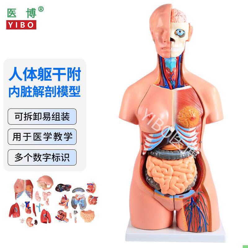 医博人体躯干解刨模型带内脏人体解肌肉消化系统刨模型 人体解刨