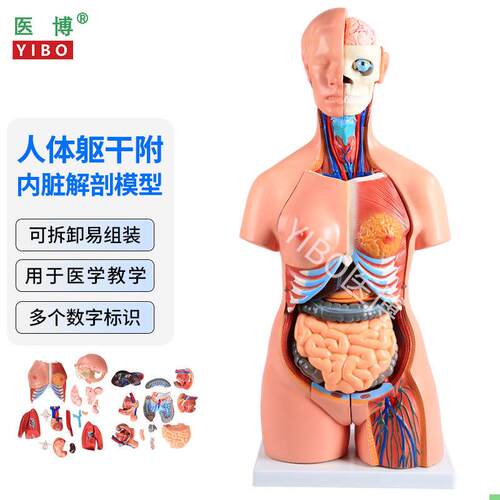 医博人体躯干解刨模型带内脏人体解肌肉消化系统刨模型 人体解刨