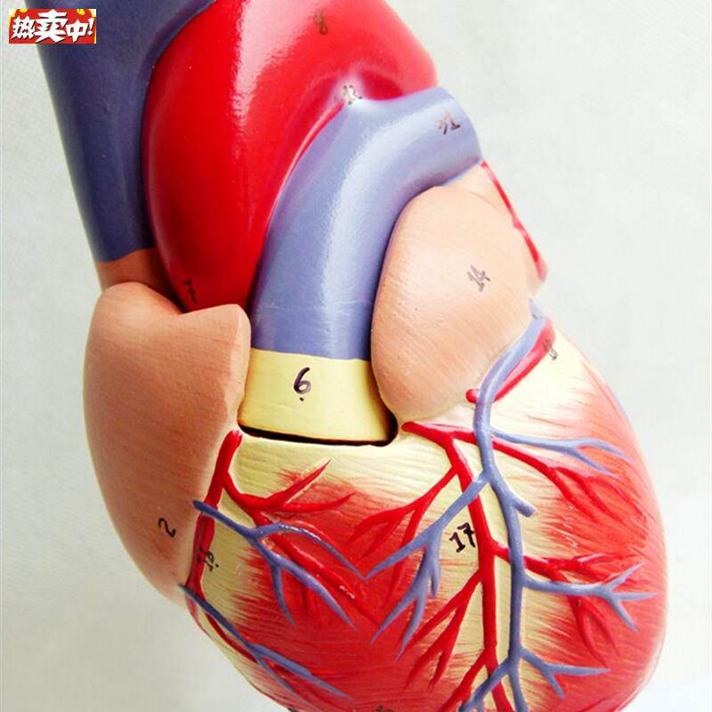 正品1:1人体心脏解剖模型B超彩超声X波心脏模型医用心脏教学