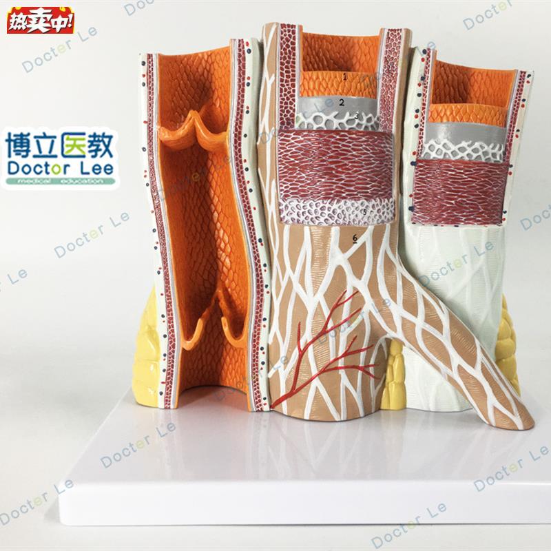 教学彷真动静脉血管解剖模型放大动静F脉血管标本动脉静脉医学生