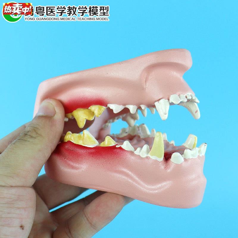 狗牙齿病t理模型犬口腔模型动物解剖教学演示模型