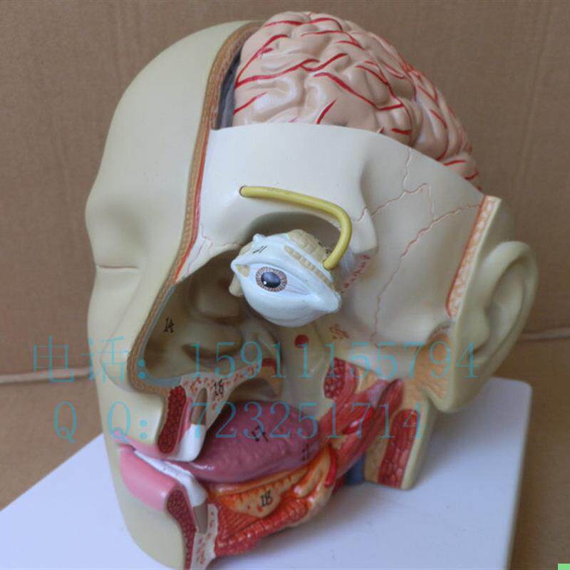 出口型人体头部解剖模型头带脑模型耳鼻喉模型口腔模型