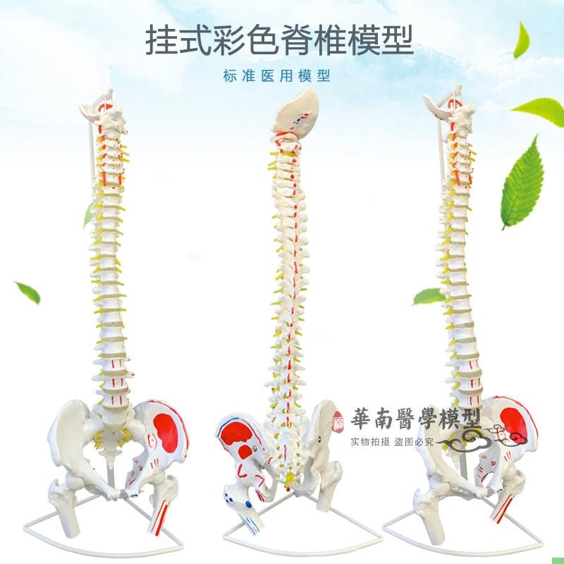 医用人体脊柱模型人体骨骼大脊椎成人1:1带颈椎胸椎尾椎椎骨骨盆
