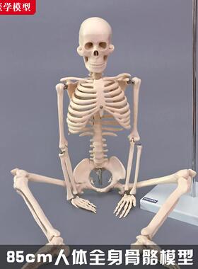 85cm人体全身骨骼模型骨架结构造脊柱骷髅头关节活动医学教学玩具