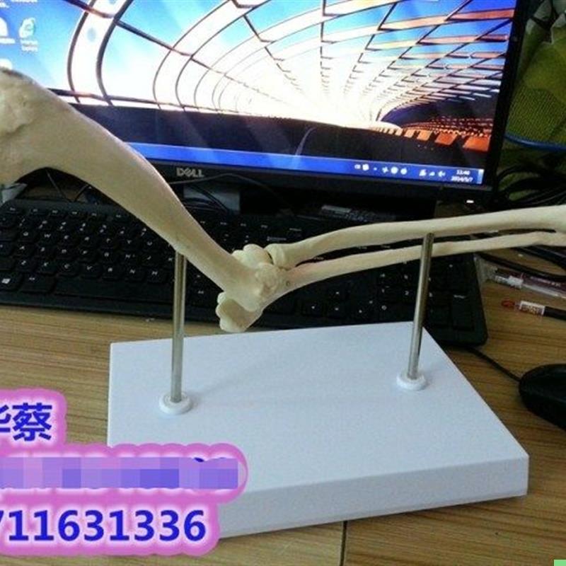 狗肘关节模型 狗骨骼模型 狗骨架  展示 教学 应用模型