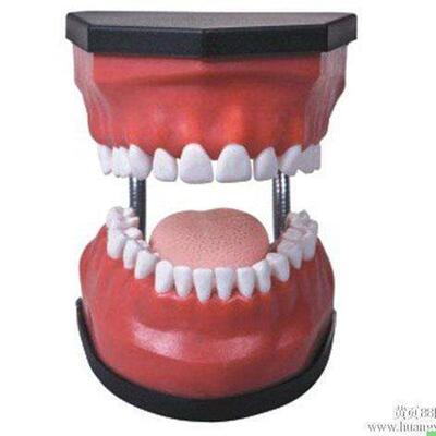 豪华型牙护理保健模型(32颗牙可脱卸放大5倍) K3