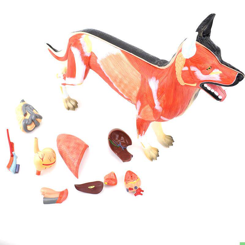 ENOVO颐诺狗解剖模型 犬器官组织肌肉脏器标本畜牧兽医动物解剖