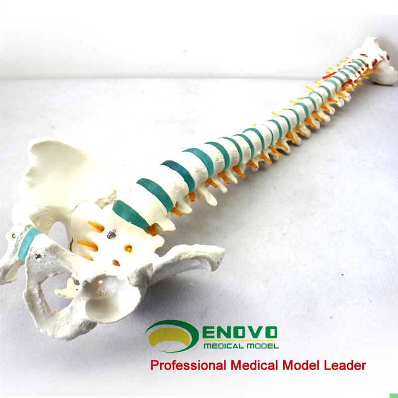 颐诺医用1:1人体脊柱模型脊椎腰椎颈椎胸椎正骨骨科整骨模型