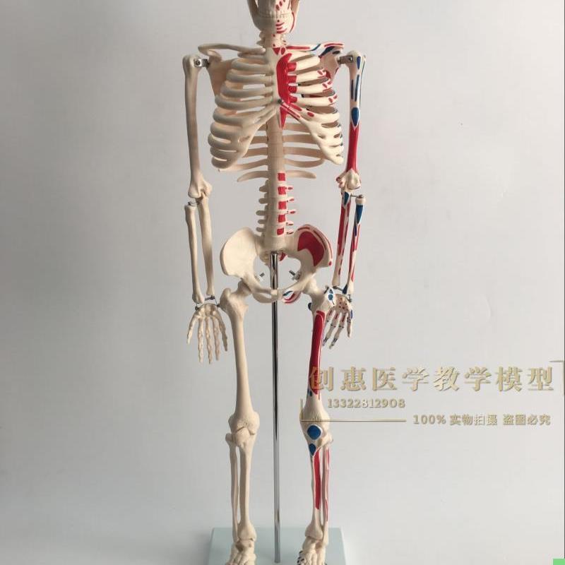 正品医学85CM人体骨骼模型神经肌肉起止骨架小针刀脊柱模型
