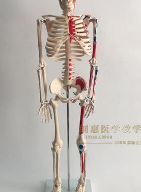 正品医学85CM人体骨骼模型神经肌肉起止骨架小针刀脊柱模型