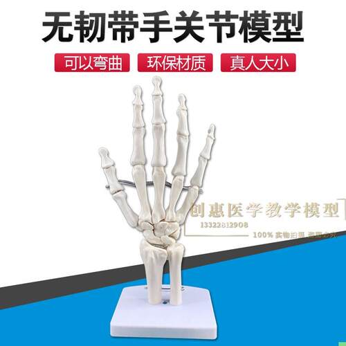 人体功能性手关节韧带群模型 手关节模型 手骨模型 断肢手指模型