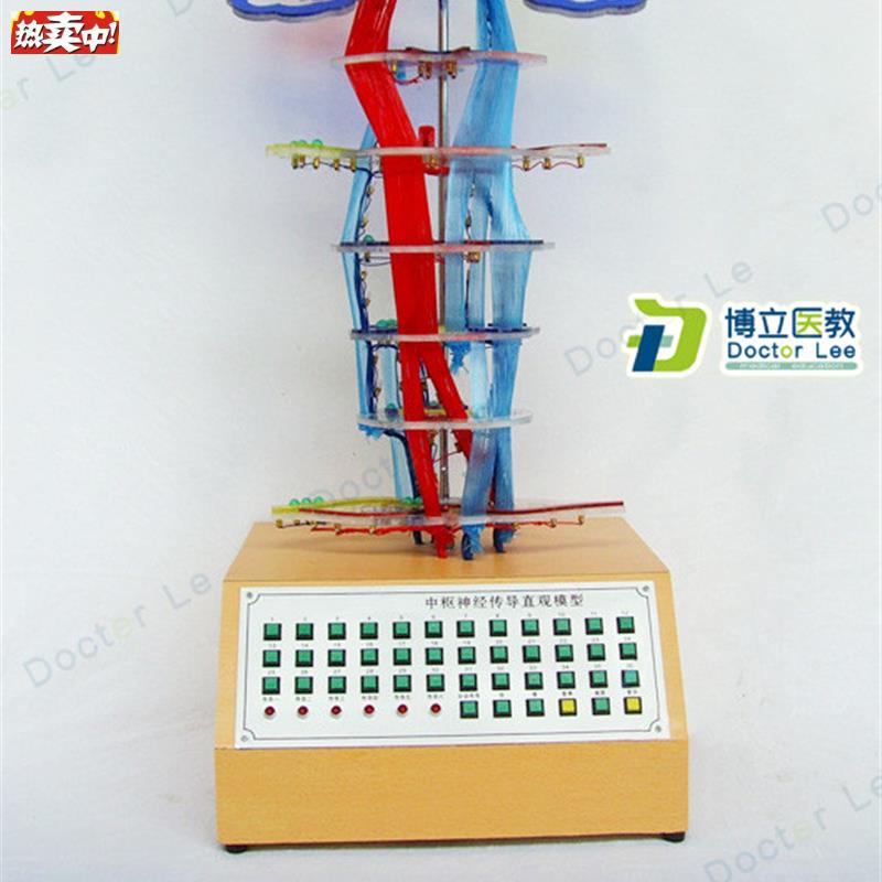 教学中枢传导电动模型神经系统模型神经传导中e枢神经系统模型