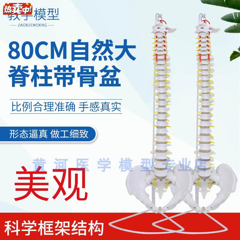 自然大脊柱m模型人体1:1脊椎模型带颈椎胸椎尾椎腰椎间盘模型