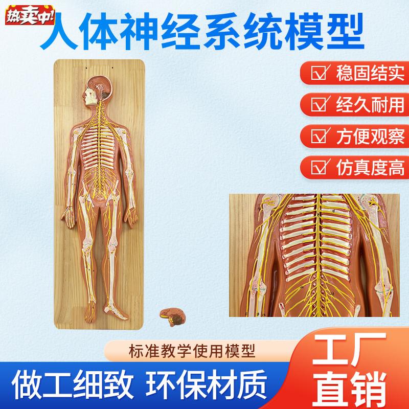 人体神经系统解剖模型中枢神经脑脊髓系L统解剖中枢神经脑和脊髓