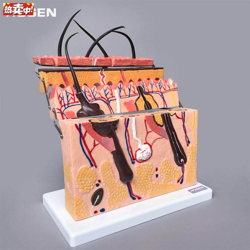 皮肤模型人体皮肤结构Y放大层次解剖结构毛囊毛发生长教学模具美
