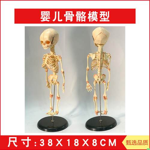 婴儿骷髅模型 婴儿骨骼模型 幼儿骨架 人骨模型 素描人体 教学