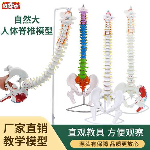 85CM人体脊柱模型1:1成人医学正骨练习骨骼颈椎腰u椎脊椎骨架模型