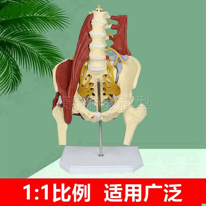 腰椎带骨盆模型盆底肌筋膜肌腱人体脊柱附肌肉神经正骨康复功能解