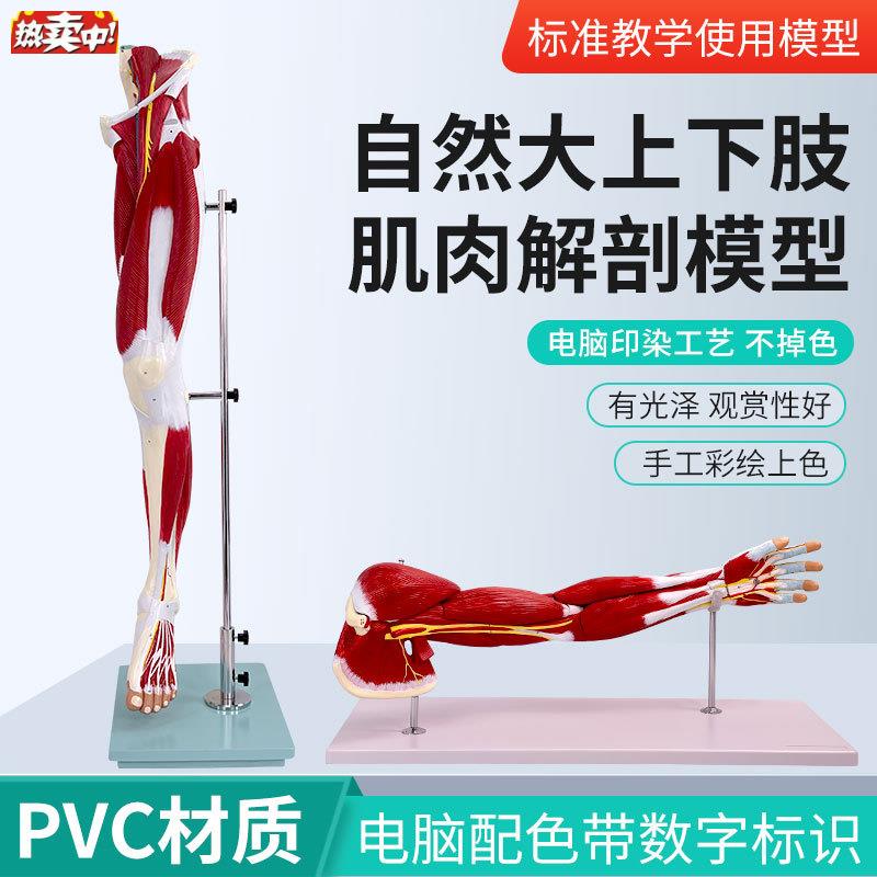 自然大上下肢肌肉附血Q管神经解剖模型人体手臂肌肉构造运动系统