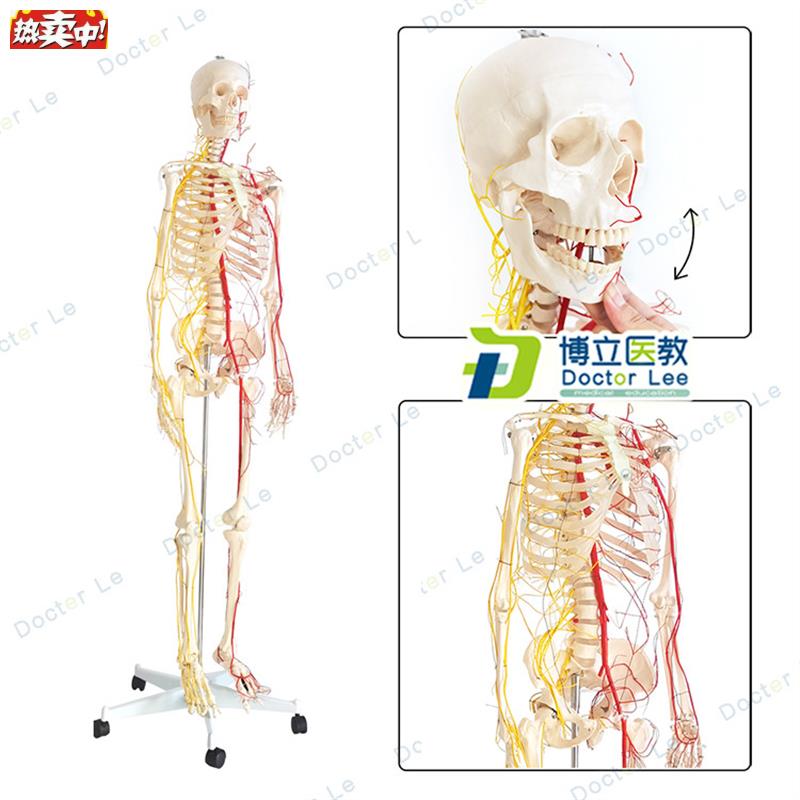 正品人体170骨架神经血管骨架C标本骨骼模型医用教学