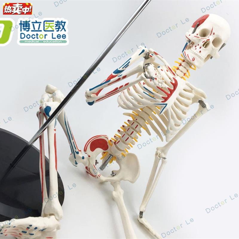 医用人体骨骼模型人体R脊椎骨架医用脊柱标本小人全身骨模型85厘