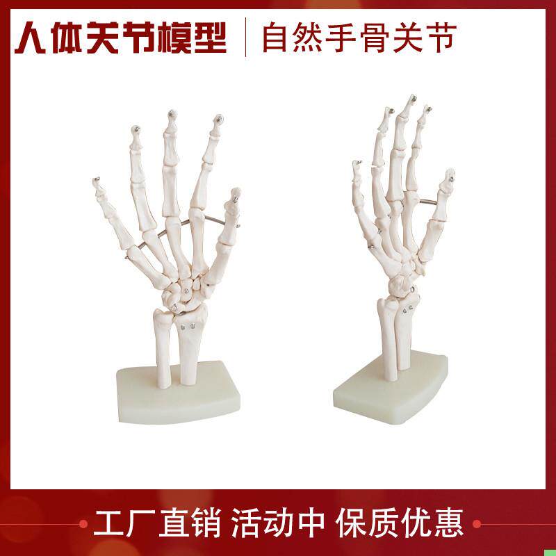 人体手关节骨骼模型 骨骼骨架模