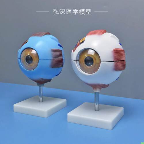 眼球模型人体眼睛结构6倍放大可拆五官医学模具眼部视力教学道具
