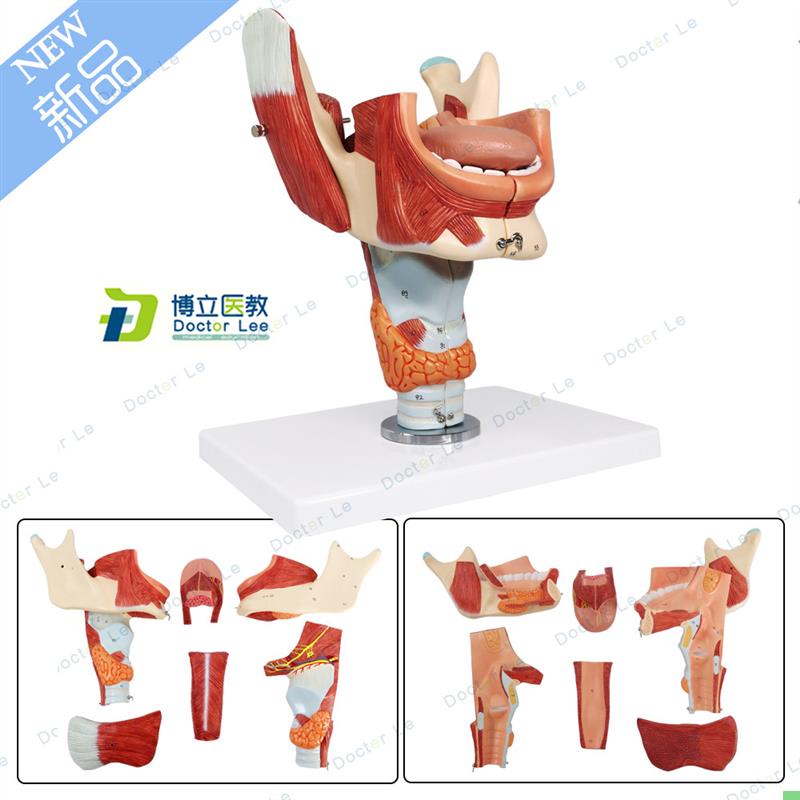 鼻口咽喉腔模型 喉腔肌肉神经舌苔舌诊培训声乐教学音乐教具