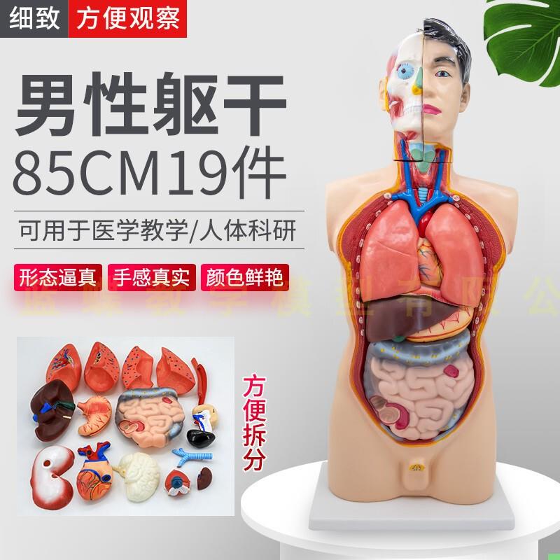 85CM男性人体器官结构解剖模型内脏大脑心脏躯干模特教学医学儿童