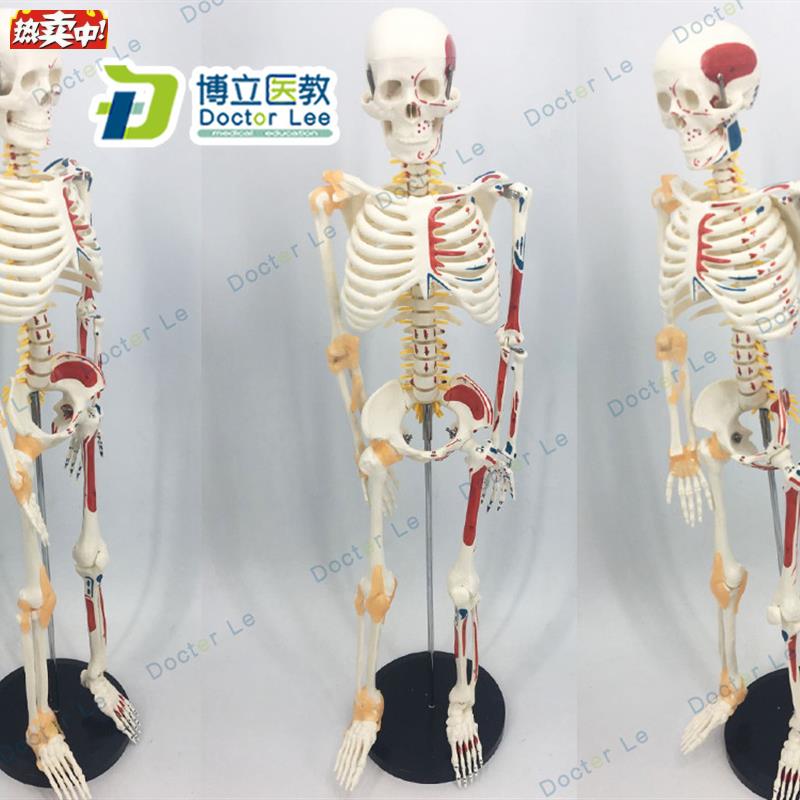 85cm人体骨骼模型可活动骨架m标肌肉解剖脊椎骷髅小针刀正骨针灸