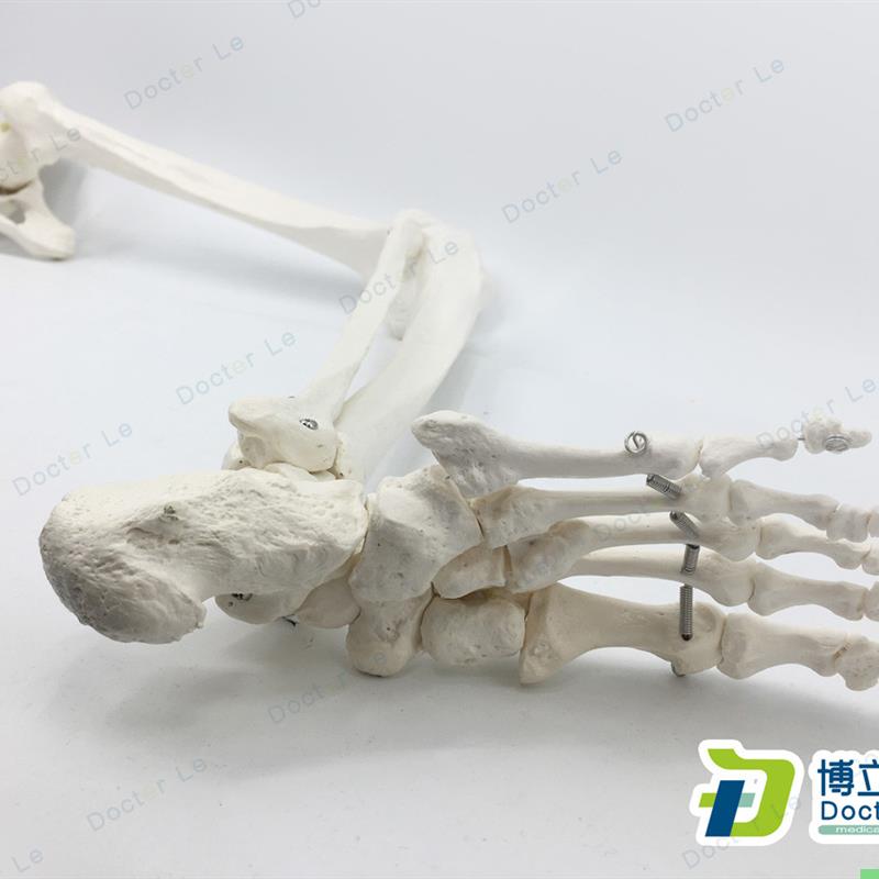 正骨骨科艺用医用下肢大腿骨脚掌模型 脚骨脚模型带胫腓骨和股骨