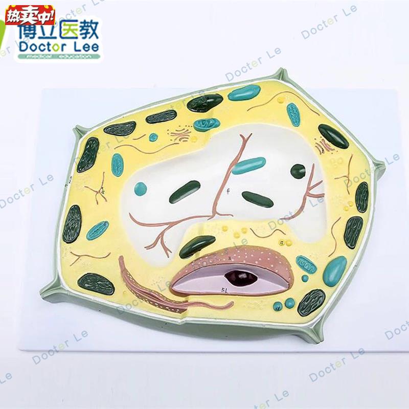植物细胞模型科普益智模型细胞结构模型生物q教学解剖模型