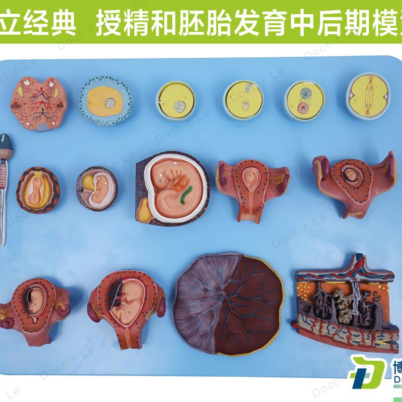 受精与早期胚胎发育过程模型 计生展示 胎儿孕育过程模型 卵细胞