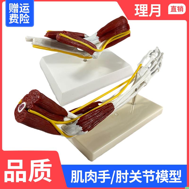 理月人体肘关节肌肉模型血管韧带尺骨骨骼骨架医用手关节医学仿真