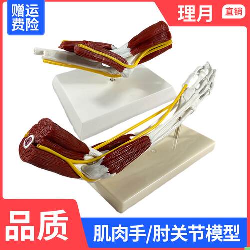 理月人体肘关节肌肉模型血管韧带尺骨骨骼骨架医用手关节医学仿真
