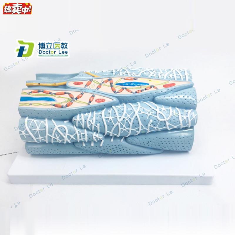 正品心肌f组织模型心肌细胞心肌工程微观模型心脏模型