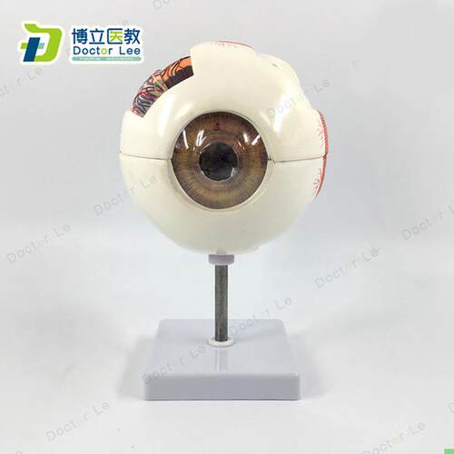 专业版医学6倍大人体眼球解剖模型美术眼睛解剖结构五官眼科结构
